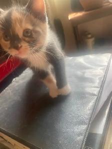 Kitties need a good home - Photo 4