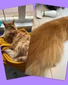 Cat Grooming in Shediac & surrounding areas - Photo 2