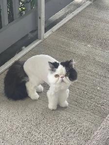 Cat Grooming in Shediac & surrounding areas - Photo 3