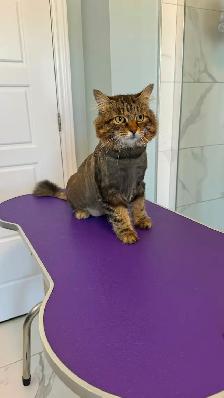 Cat Grooming in Shediac & surrounding areas - Photo 4