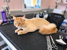 Cat Grooming in Shediac & surrounding areas - Photo 5