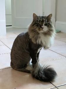Cat Grooming in Shediac & surrounding areas - Photo 6