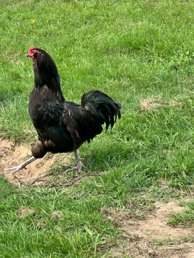 Ameraucana rooster for sale