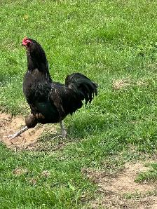 Ameraucana rooster for sale