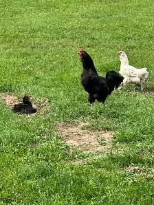 Ameraucana rooster for sale - Photo 2