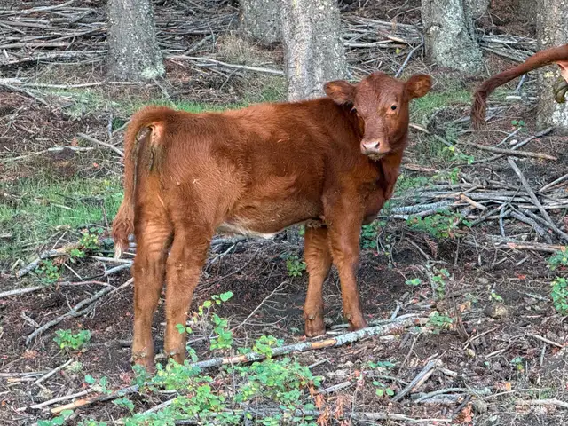 Heifer Calf