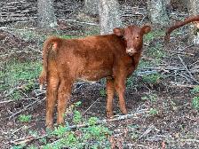 Heifer Calf