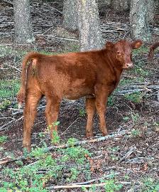 Heifer Calf - Photo 2
