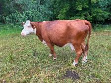 Heifer Calf - Photo 3