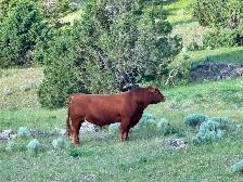 Heifer Calf - Photo 4