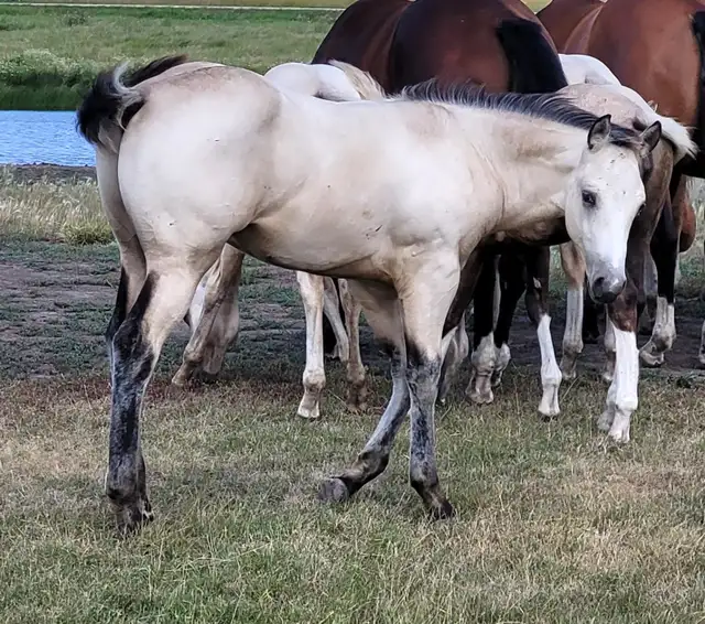 2026 Buckskin AQHA Colt