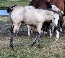 2026 Buckskin AQHA Colt