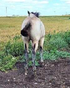 2026 Buckskin AQHA Colt - Photo 2