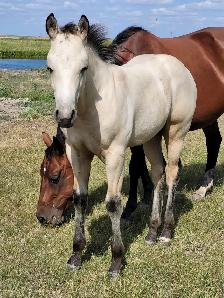 2026 Buckskin AQHA Colt - Photo 3