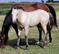 2026 Buckskin AQHA Colt - Photo 4