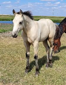 2026 Buckskin AQHA Colt - Photo 5