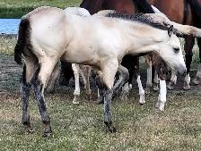 2026 Buckskin AQHA Colt - Photo 6