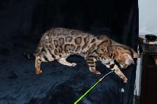 Stunning Bengal Kittens - Brown, Silver, Cashmere, TICA - Photo 2