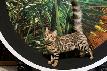 Stunning Bengal Kittens - Brown, Silver, Cashmere, TICA - Photo 6