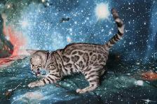 Stunning Bengal Kittens - Brown, Silver, Cashmere, TICA - Photo 9