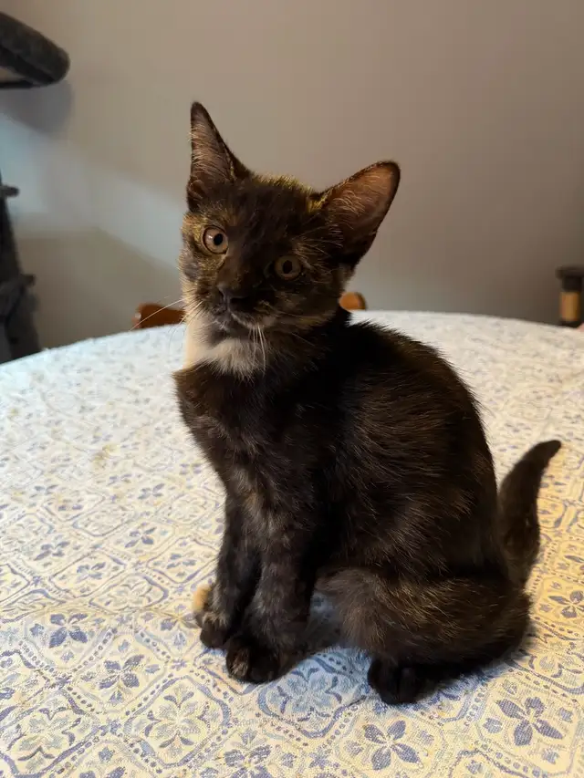 chatte tortie prete a quitter