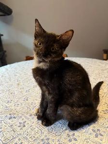 chatte tortie prete a quitter