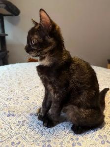 chatte tortie prete a quitter - Photo 2