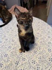 chatte tortie prete a quitter - Photo 3