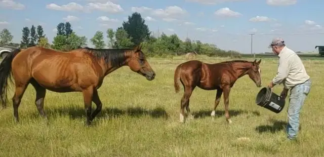 2026 Sorrel AQHA Colt