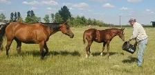 2026 Sorrel AQHA Colt