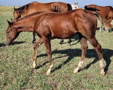 2026 Sorrel AQHA Colt - Photo 2