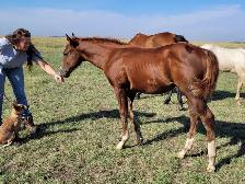 2026 Sorrel AQHA Colt - Photo 3