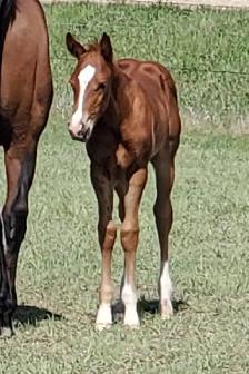 2026 Sorrel AQHA Colt - Photo 4