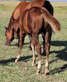 2026 Sorrel AQHA Colt - Photo 5