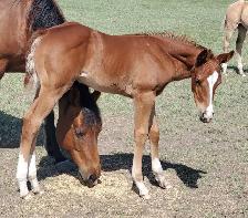 2026 Sorrel AQHA Colt - Photo 6