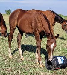 2026 Sorrel AQHA Colt - Photo 7