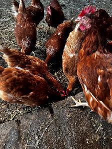 Fresh Farm Eggs - Photo 2