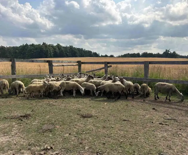 Beautiful Herd of Bred Ewes For Sale