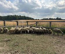 Beautiful Herd of Bred Ewes For Sale