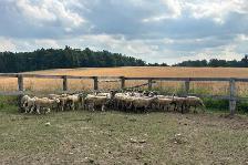 Beautiful Herd of Bred Ewes For Sale - Photo 2