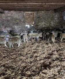 Beautiful Herd of Bred Ewes For Sale - Photo 3