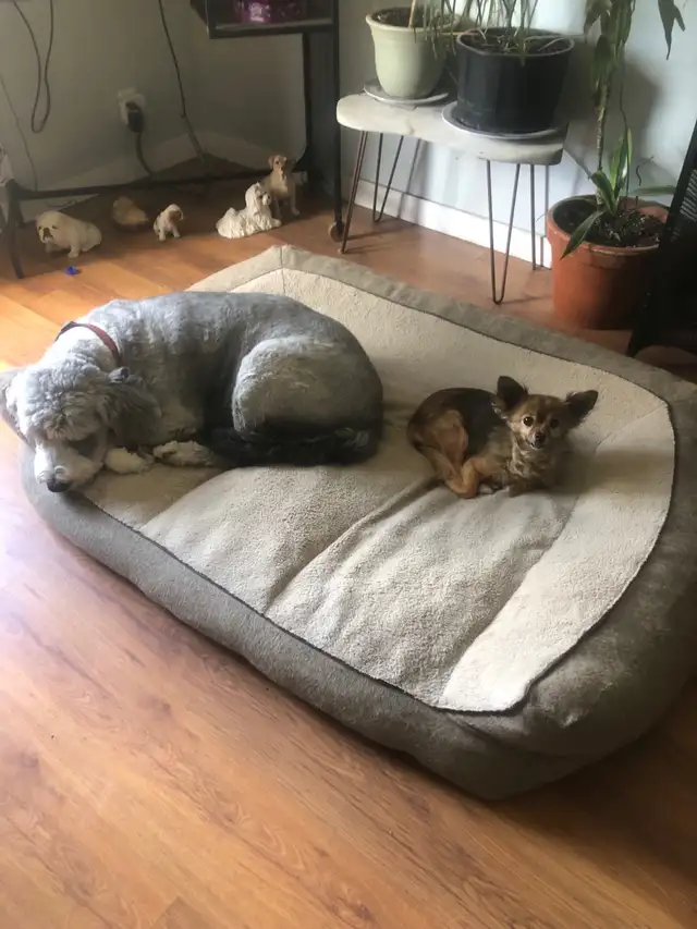 Long term and short term, pet sitting