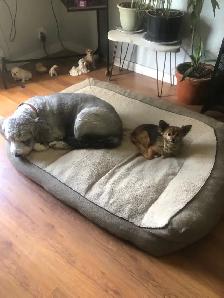 Long term and short term, pet sitting