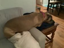 Long term and short term, pet sitting - Photo 2