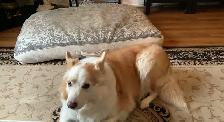 Long term and short term, pet sitting - Photo 3