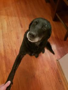 Long term and short term, pet sitting - Photo 4