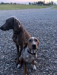 Long term and short term, pet sitting - Photo 5