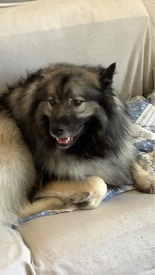Long term and short term, pet sitting - Photo 6