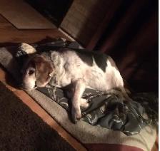 Long term and short term, pet sitting - Photo 7