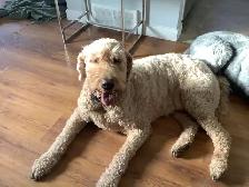 Long term and short term, pet sitting - Photo 8